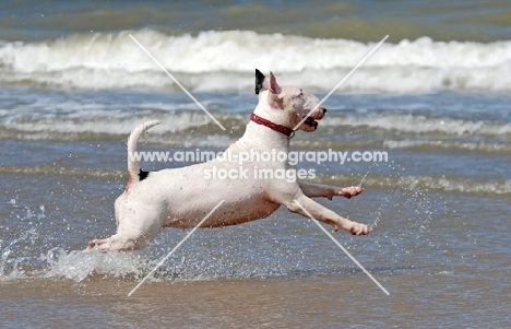Bull Terrier on the beach