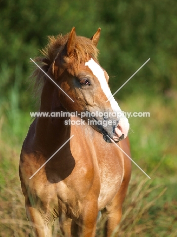 young Welsh Cob (section d)