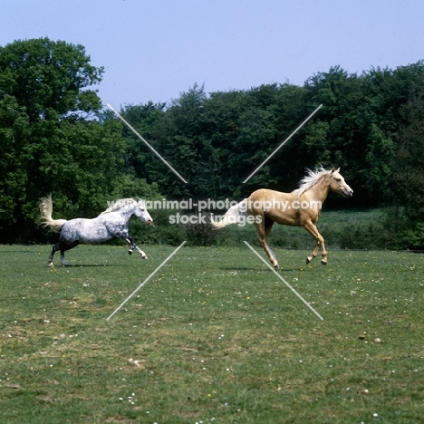 palomino and welsh mountain  pony cantering