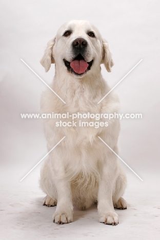 Australian Champion Golden Retriever, front view