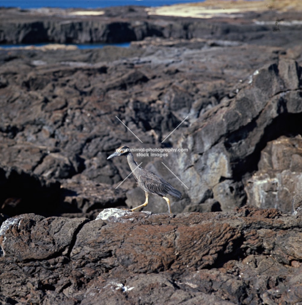 yellow crowned night heron  walking on lava, james island, galapagos islands