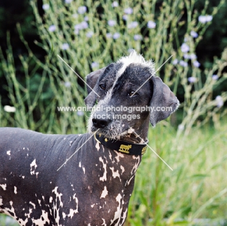 brilliant elimar cs, peruvian hairless dog, perro sin pelo del peru