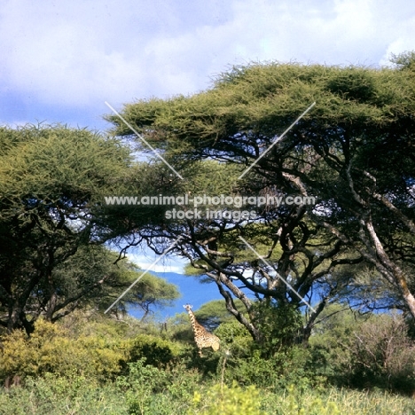 giraffe in lake manyara np,africa