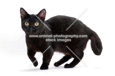 black shorthaired Munchkin