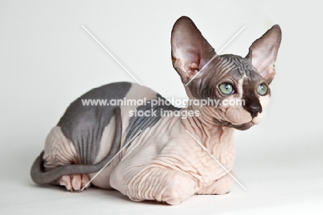 sphynx cat lying down 