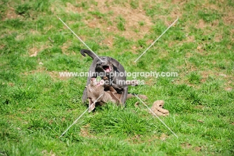 silver and charcoal Labrador puppies playing