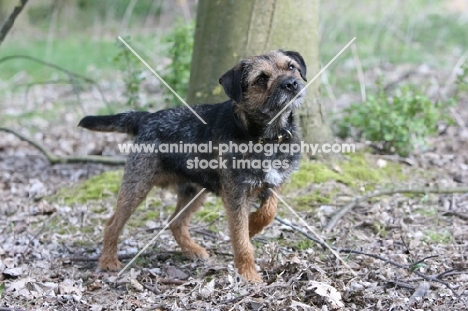 Border Terrier standing, one leg up