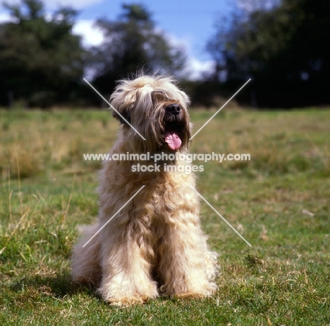 soft coated wheaten terrier, ch clondaw jill from up the hill at stevelyn, sitting on grass
