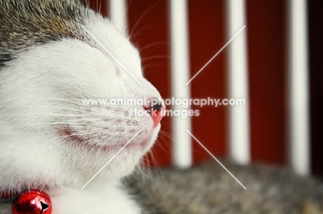 Kitten sleeping on chair