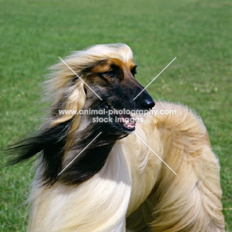 ch viscount grant (gable), afghan hound head study, bis crufts 1987 