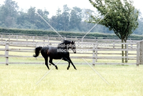 star appeal, stallion at national stud