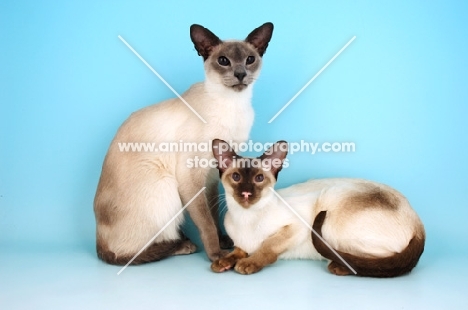 blue siamese cat sitting and chocolate siamese cat lying down
