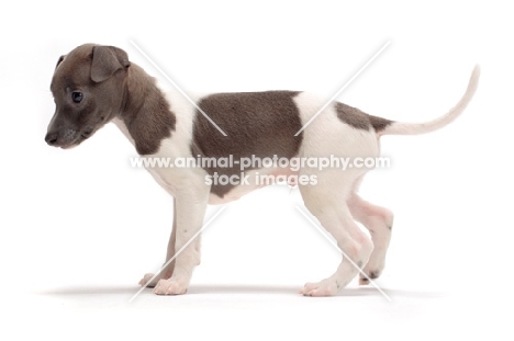 Italian Greyhound puppy, side view