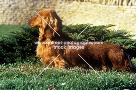 frankwen super smart, long hair dachshund