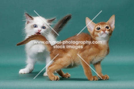 Ragdoll kitten biting tail of Sorrel (Red) Abyssinian kitten