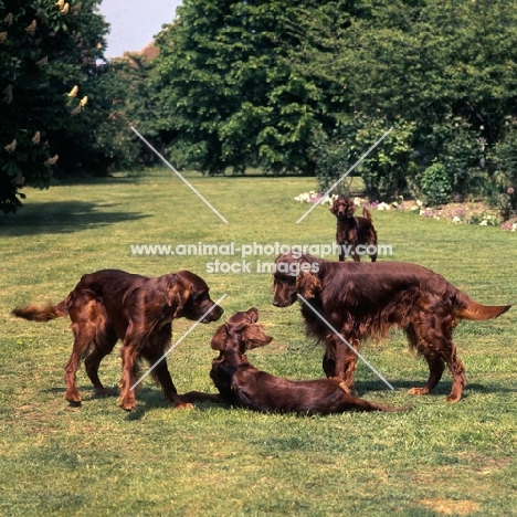 four irish setters looking at each other playing