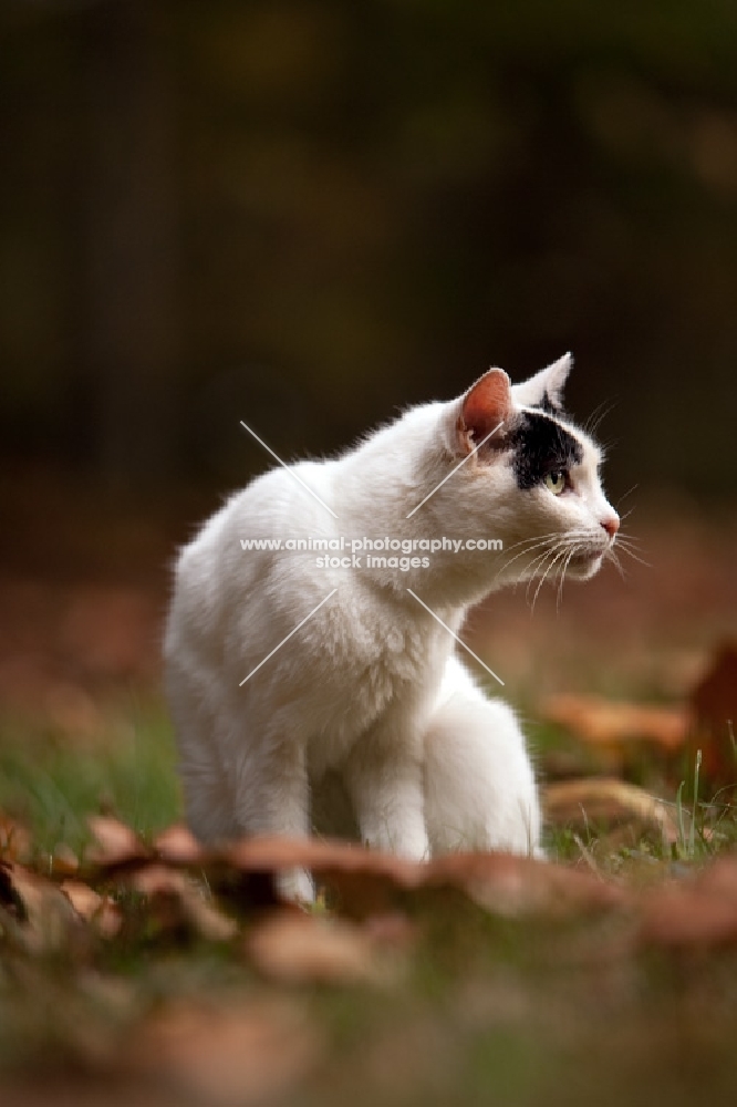 japanese bobtail in autumn