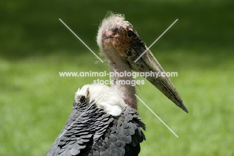 marabou stork side view