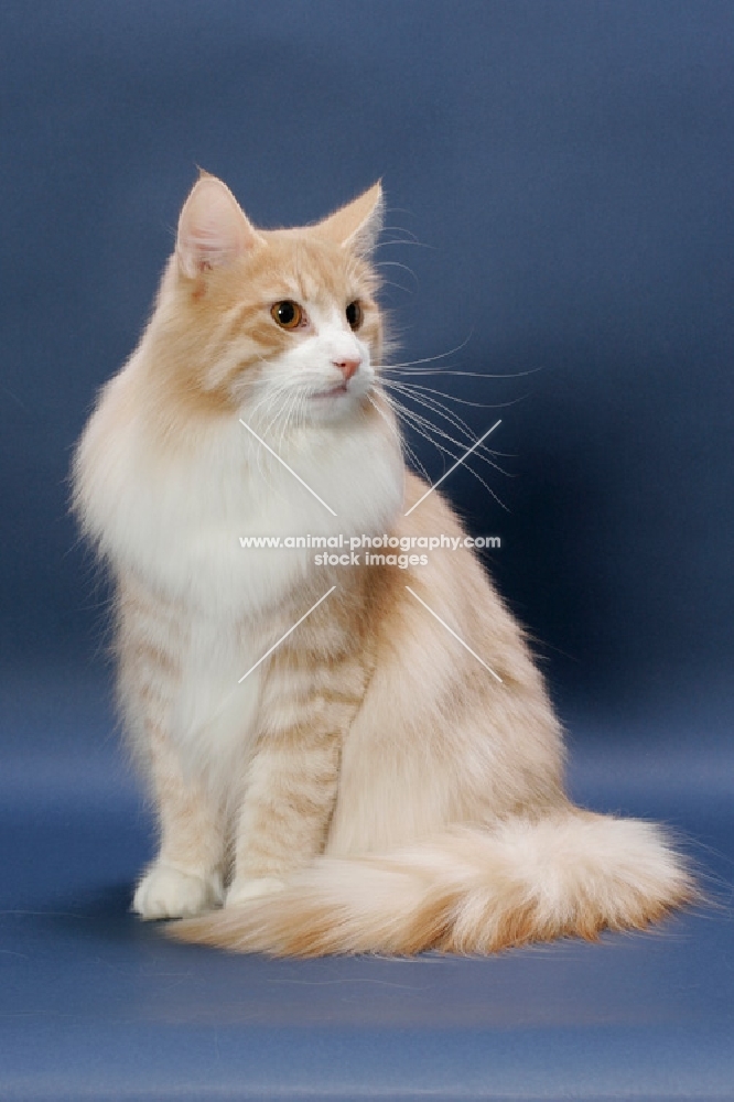 Cream Mackerel Tabby & White Norwegian Forest cat sitting down