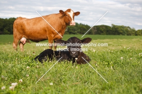 black Aberdeen Angus