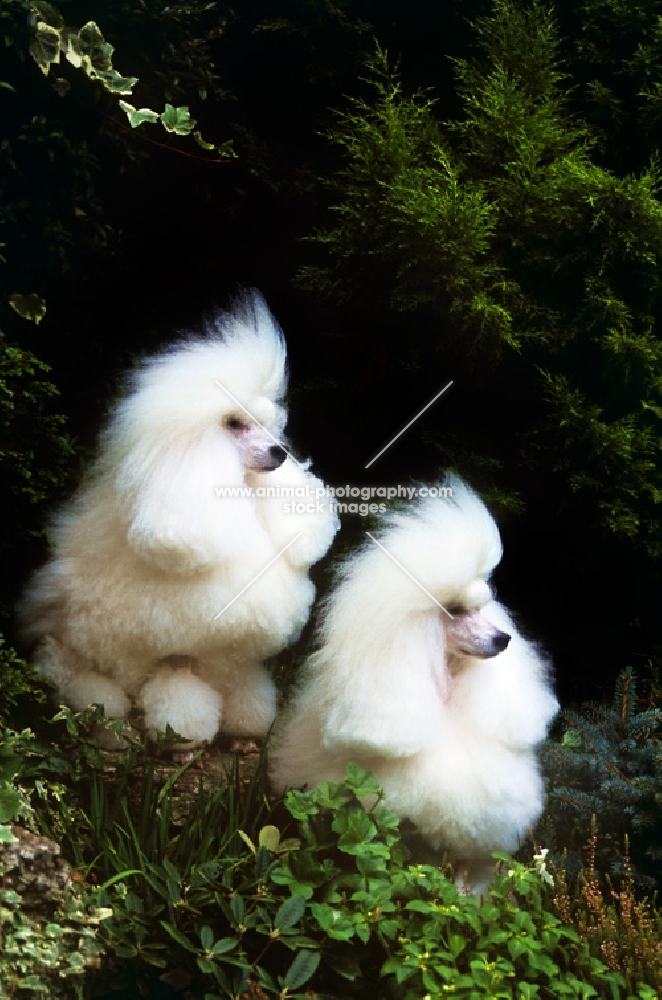 two champion poodles sitting in a garden