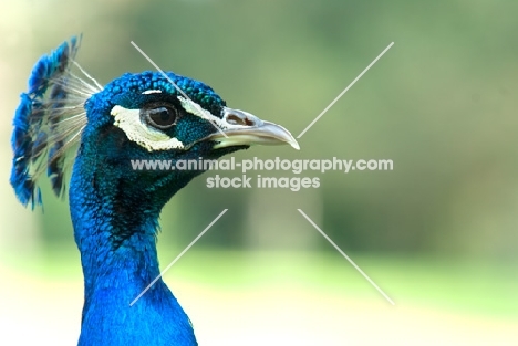 side view portrait of an indian peacock