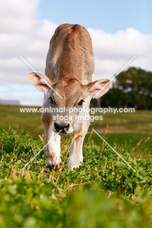 Swiss brown calf walking on grass