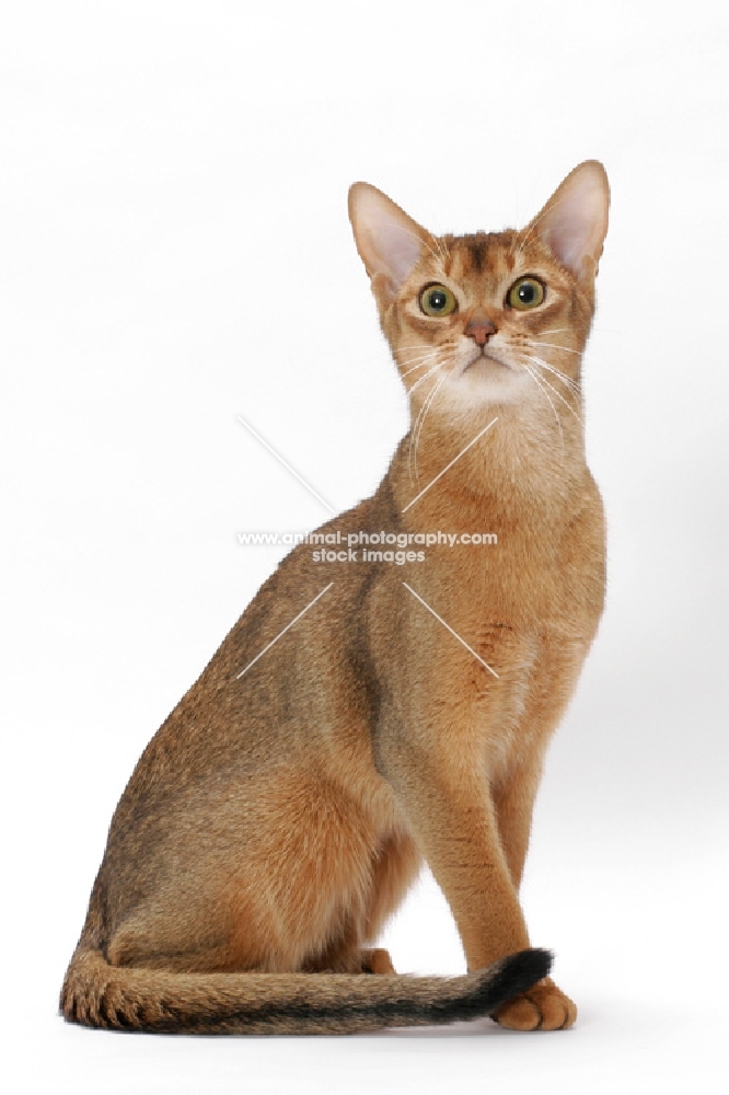 young ruddy Abyssinian, sitting down