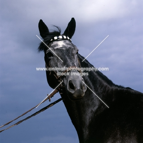 herzröschen, trakehner mare head study against grey sky