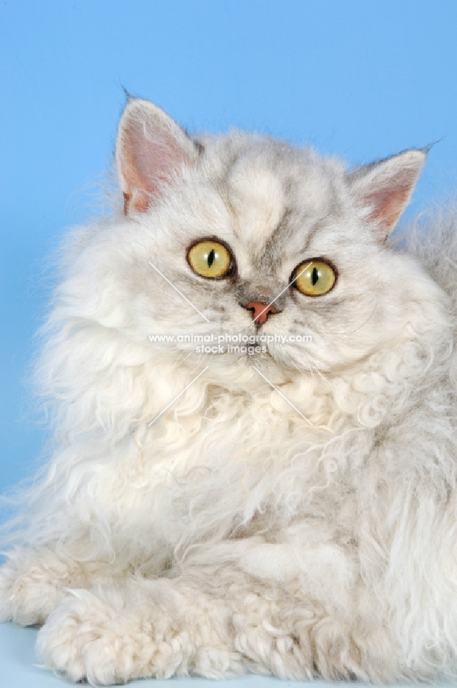 shaded silver selkirk rex cat