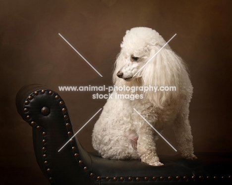 white Miniature Poodle on bench