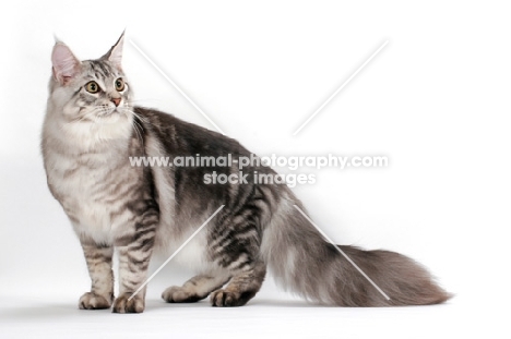 silver tabby Maine Coon, looking away