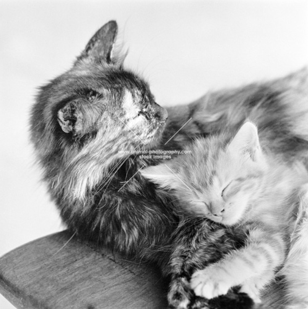 tortoiseshell cat and tabby longhair kitten