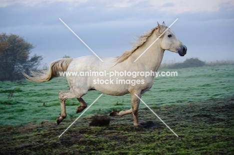 Andalusian galloping in field