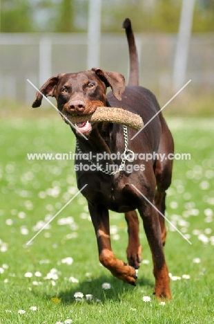 brown Dobermann retrieving