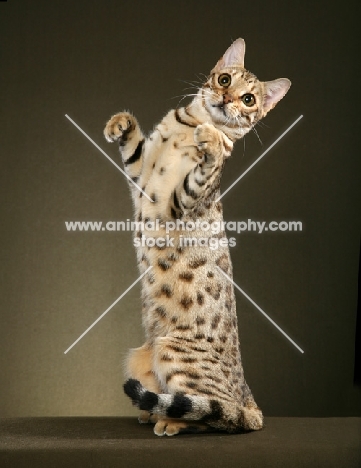 Bengal standing on hind legs
