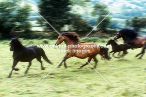 dartmoor ponies running
