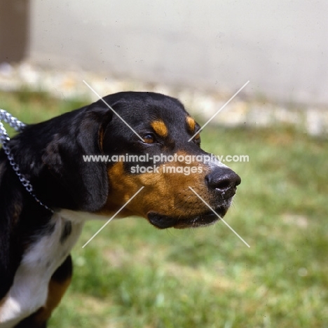 erdelyi kopov head shot