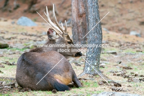 male Sambar deer in Bhutan