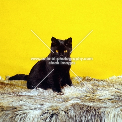 short hair black cat in studio