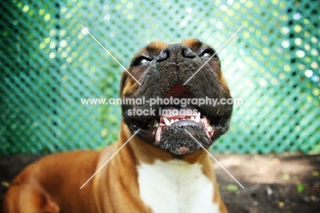 Boxer with dirty face