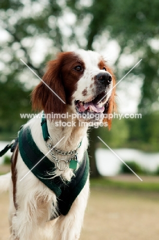 Irish red and white setter harness