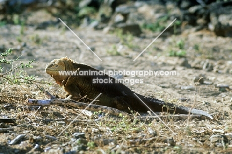 side view of a land iguana santa cruz island, galapagos