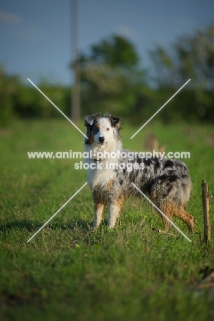 blue merle australian shepherd standing in a field with an attentive look