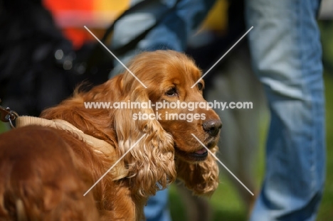 red english cocker spaniel