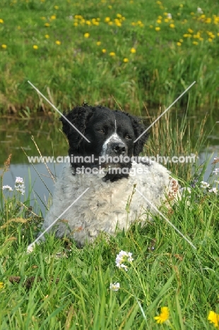 black and white Wetterhound near water