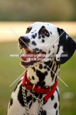 Dalmatian wearing red collar