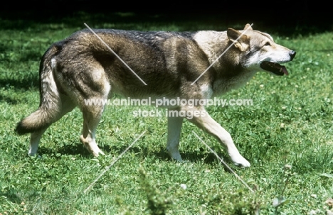 guzzi lupo zwart van helmond, saarloos wolfhound walking