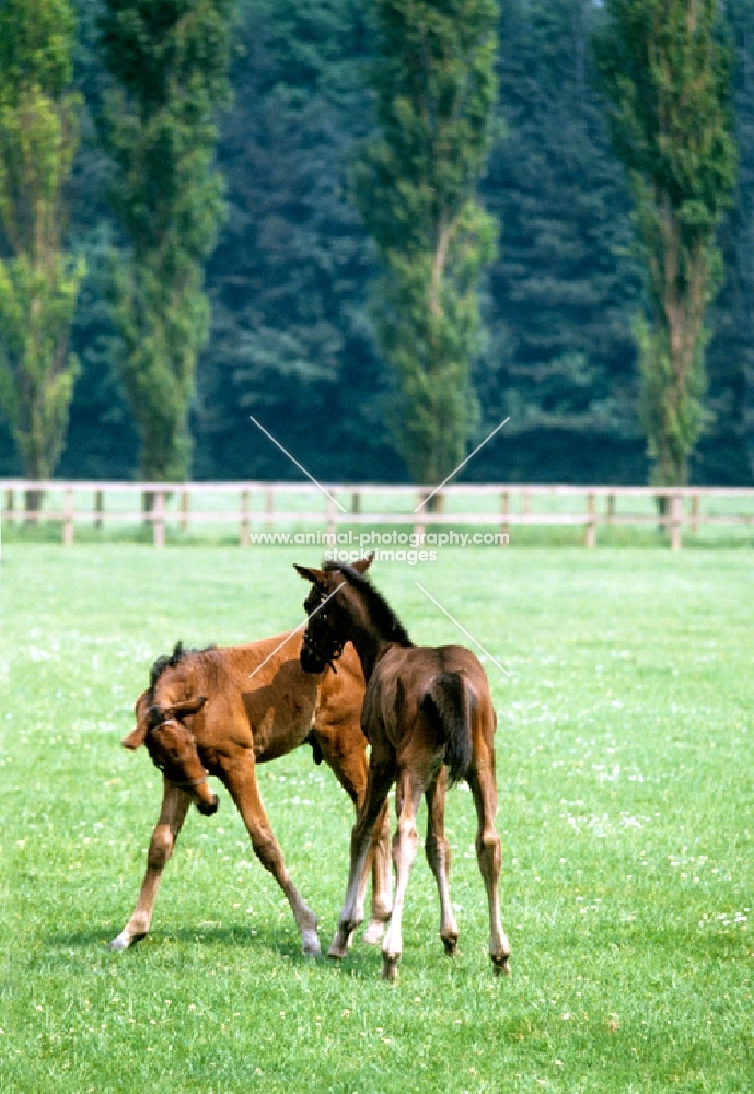 two thoroughbred foals playing in a paddock at newmarket
