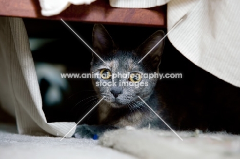 grey cat underneath bed